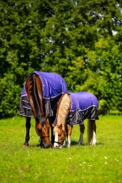 DKR Sports Mini Winter Rug 150grs Specially For Pony's Pretty Purple -Equestrian Supplies Online Shop 401040017000W 4 401040017