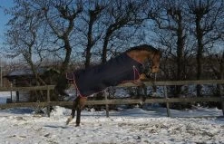 DKR Sports Rain Rug Turnout Luxe 350grs -Equestrian Supplies Online Shop 401079113000W 3 401079113