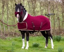 HB Showtime Dutch Crown Little Sizes Show Rug