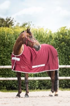 Bucas Shamrock Power Exclusive