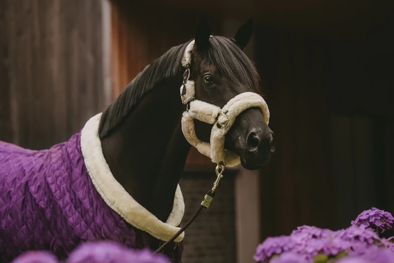 Kentucky Horsewear Kentucky Showrug 3 Kentucky Horsewear Kentucky Showrug - Image 3