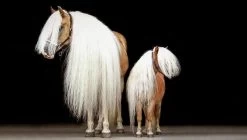 Naf Show Off Shampoo 2L 3 Naf Show Off Shampoo 2L -Equestrian Supplies Online Shop 504001140000W 2 504001140