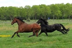 NAF Recover 500ml -Equestrian Supplies Online Shop 512001086000W 3 512001086