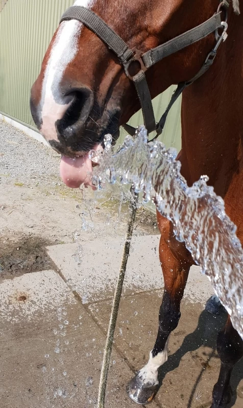 NAF Electro Lytes 4L 2 NAF Electro Lytes 4L - Image 2