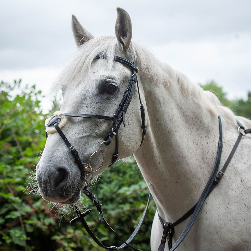 Equestrian Supplies Online Shop -Equestrian Supplies Online Shop 9